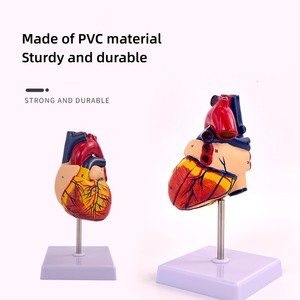 डिजिटल पहचान के साथ एक प्राकृतिक बड़ा दिल शरीर रचना शिक्षण मॉडल - Product Image 5