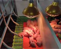 Lampe chauffante pour poussins Porcelet animal ampoule d'élevage infrarouge avec abat-jour