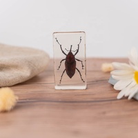 Insectes en Résine : Collection de Papillons et Insectes Réels Préservés, Poids de Papier, Spécimens d'Insectes, Artisanat en Résine, Spécimens Animaux
