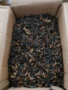 <span class=keywords><strong>Larvas</strong></span> <span class=keywords><strong>de</strong></span> Mosca Soldado Negra Secas, Insectos Secos en Venta - Product Image 3