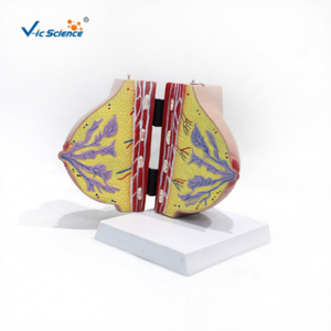 Modelo de anatomía mamaria para enseñanza médica, modelo de senos en fase de reposo de mujeres lactantes, modelo de aumento de senos para belleza, ciencia ginecológica. - Product Image 2