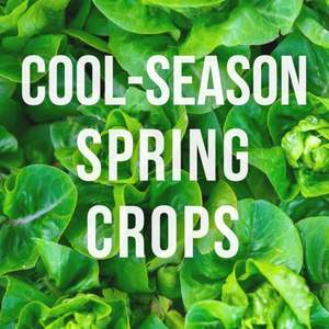 Kit Campione di Microgreens Sow Right, Superalimenti Salutari per Coltivazione Indoor, Broccoli, Crescione, Piselli e Altro - Product Image 2