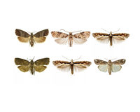 Piège à phéromones réutilisable en plastique pour le contrôle des mites et des chenilles, attrape-insectes suspendu pour ferme, jardin et pelouse