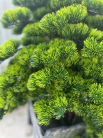 Venta Directa de Fábrica, Árbol de Pino Bonsái Artificial de Fibra de Vidrio de 2 m de Altura para Decoración de Interiores del Hogar y Uso en Paisajismo