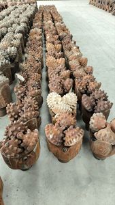 مثقاب 12 بوصة من كربيد التنغستن مع مثقاب حفر آبار النفط التنغستن بت Tricone مستعملة - Product Image 2