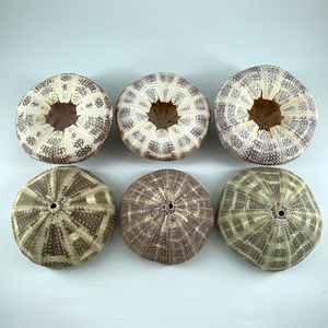 Oursins décoratifs de grande taille pour l'artisanat et la décoration, pour les plantes aériennes - Product Image 3