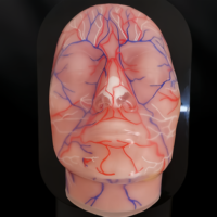 Modelo Facial Transparente Zhizao para Inyecciones Viales y Nerviosas, para Entrenamiento de Vasos Sanguíneos, Modelo Facial Médico y Cosmético