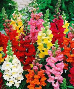 Mélange de fleurs sauvages naturelles-Variété vivace et annuelle pour la plantation d'automne, attire les oiseaux, convient à une utilisation suspendue de fleurs - Product Image 1