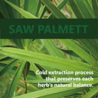 Gouttes organiques personnalisées de Palmetto de scie pour le soin des cheveux et le soutien de la prostate-Sans alcool, haute puissance, fournisseur en vrac