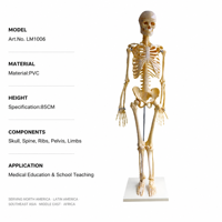 Modelo de Esqueleto Humano de PVC de 85 cm con Articulaciones Móviles y Soporte para Escuelas de Enfermería y Educación Médica