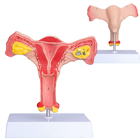 Modelo de Órganos Reproductores Internos Femeninos - Modelo Anatómico de Útero y Ovario para Educación Ginecológica