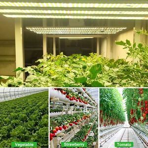 עגבניות תות הידרופוניקה צמחי הוביל מנורות צמח מלא ספקטרום מלא אדום לבן הוביל לגדול אורות 1000w - Product Image 6
