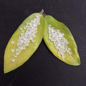 Polypropylene PP Resin Granule PPB393G FH44N Anti-impact PP Raw Material <b>Pellets</b> Virgin PP <b>Plastic</b> Granules - Product Image 6