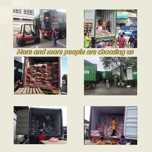 فضلات القط الرمادي الصديقةالصديقةالصديقةمن البنتونيت ، خالية من الغبار ، خالية من الغبار ، 5 شكل كروي من لياونينغ - Product Image 6