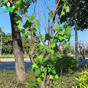 Vignes d'arbre en rotin artificiel avec feuilles grimpantes branches de <span class=keywords><strong>lierre</strong></span> guirlande de vignes pour la maison jardin paysage tenture murale décor - Product Image 4