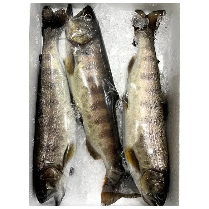 High quality delicious bulk frozen raw fresh fish for hot sale