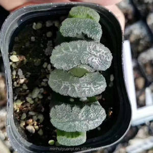 1,18 "-1,9" Haworthia Truncata "Weng" IndoorPlants Plantas ornamentales al por mayor para vivero - Product Image 6
