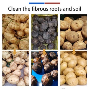 เครื่องล้างผักหัวกลมแบบโรตารี่สำหรับขิง จิคามา เผือก มันฝรั่ง เพื่อขจัดดินและโคลน - Product Image 4