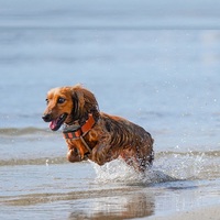 Nouveau traceur GPS pour chien de chasse étanche avec GPRS LBS PC pour animaux de compagnie, application Android GSM, garantie 1 an, mini collier de suivi
