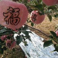 Film Réfléchissant Agricole pour Vergers (Pommes, Raisins, Cerises) – Couverture Métallisée pour la Coloration des Fruits