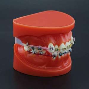 Gelsonlab HSDT-B1-02 <span class=keywords><strong>Dental</strong></span> Orthodontische Tanden Model <span class=keywords><strong>Typodont</strong></span> Met Metalen Beugel Boog Draad Ketting - Product Image 4
