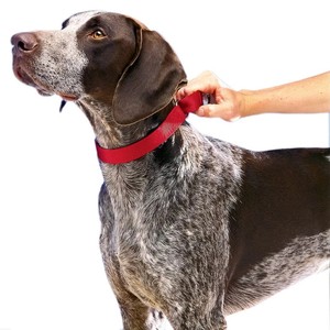 Collar de Adiestramiento para Perros Martingale de Color Sólido Clásico para Mascotas, Sin Hebilla, con Opciones de Personalización - Product Image 6