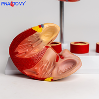 Modelo vascular de trombo de corazón de tamaño natural, simulación de enseñanza de PVC anatómicamente disecable