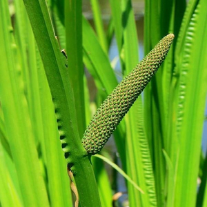 วัตถุดิบธรรมชาติรากวัชหวานแห้งเกรดอาหาร (Acorus Calamus) สำหรับชงชาและผลิตอาหาร - Product Image 5