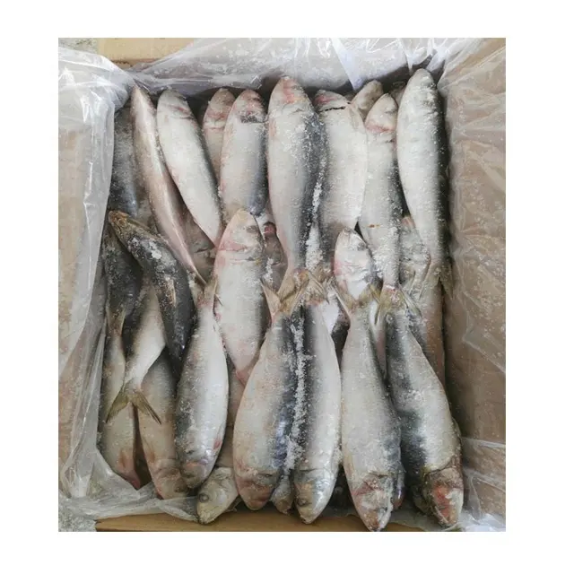 Segar Sarden untuk Kaleng Kecil Ukuran Kualitas Tinggi Ikan Sarden