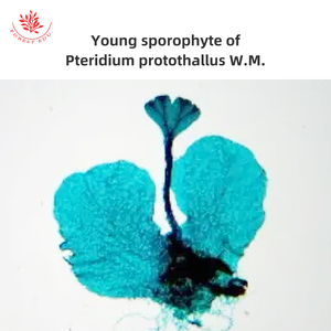 Bộ kính hiển vi Vòng đời Dương Xỉ - Product Image 4