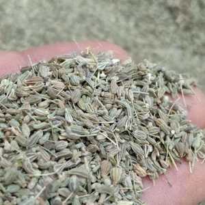 Venta directa de fábrica Semillas de anís de alta calidad Especias y hierbas individuales populares de Egipto - Product Image 1