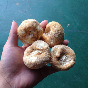 Jamur Surai Singa Deshidratado Champignon Utuh <span class=keywords><strong>Hericium</strong></span> <span class=keywords><strong>Erinaceus</strong></span> - Product Image 2