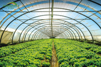 Serre tunnel en film plastique à simple portée pour l'agriculture, pour la culture verticale de légumes, système hydroponique