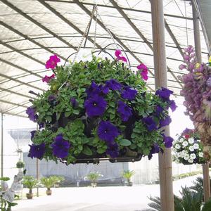 Pot de fleurs suspendu, pot de jardin suspendu, pot de plantes suspendu, panier de jardin suspendu en plastique, pot de fleurs suspendu en plastique de Chine - Product Image 4