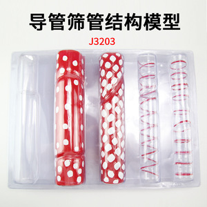 แบบจำลองโครงสร้างไซเลมและท่อกรองรุ่น J33003 อุปกรณ์ทดลองและเครื่องมือสอนวิชาชีววิทยาสำหรับโรงเรียนมัธยมต้นและมัธยมปลาย - Product Image 3