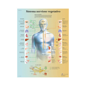 Ensemble d'affiches sur toile d'anatomie humaine - Cartes du cœur, du squelette et des organes musculaires pour l'enseignement et la démonstration en classe, à l'hôpital et en milieu médical - Product Image 2