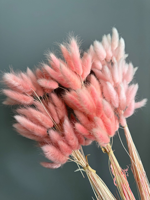 Bunga Kering Alami Lagurus Rabbit Tail Grass, Bunga Kering Ramah Lingkungan untuk Buket Pernikahan