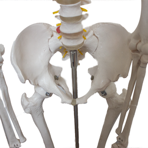 Modelo <span class=keywords><strong>de</strong></span> Anatomía Humana <span class=keywords><strong>de</strong></span> Alta Calidad para Ciencias Médicas, Esqueleto PET SMD002A, Suministrado por Fábrica <span class=keywords><strong>de</strong></span> CN/JIA para Enseñanza, Precio <span class=keywords><strong>de</strong></span> Venta Caliente - Product Image 5