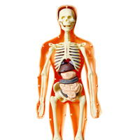 Squelette de modèle de structure de corps humain détachable avec simulation d'anatomie médicale d'organes internes et de globe oculaire pour l'éducation scientifique