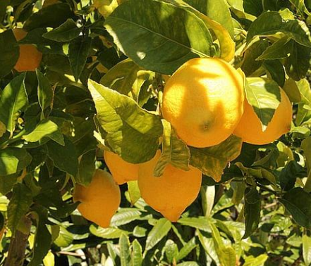 high quality for Lemon Extract Bioflavonoids