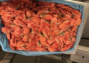 Langostinos de Agua Fría Pandalus Borealis - Product Image 3