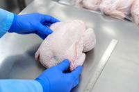 Poulet entier surgelé de qualité supérieure pour l'exportation - Volaille de chair IQF pour la restauration en gros et la distribution au détail