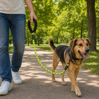 Laisse Réfléchissante pour Chien en Nylon Tressé, Sécurité Nocturne, Poignée Rembourrée Antidérapante, Mousqueton Robuste pour Grands, Moyens et Petits Chiens