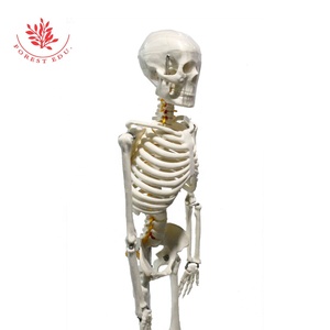 <span class=keywords><strong>Esqueleto</strong></span> humano médico, modelo de <span class=keywords><strong>esqueleto</strong></span> de 85 cm, nervios espinales, raíz de la arteria cervical roja y <span class=keywords><strong>el</strong></span> nervio espinal amarillo - Product Image 2