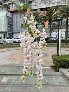 K07 glicine artificiale vite Ratta falso appeso ghirlanda fiori di seta String <span class=keywords><strong>Bush</strong></span> fiori per natale festa a casa decorazioni di nozze - Product Image 4