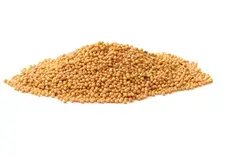 Reasonable Price Top Quality Factory Supply Hotsale Dehydrated Mustard Seeds Yellow Mustard Seed