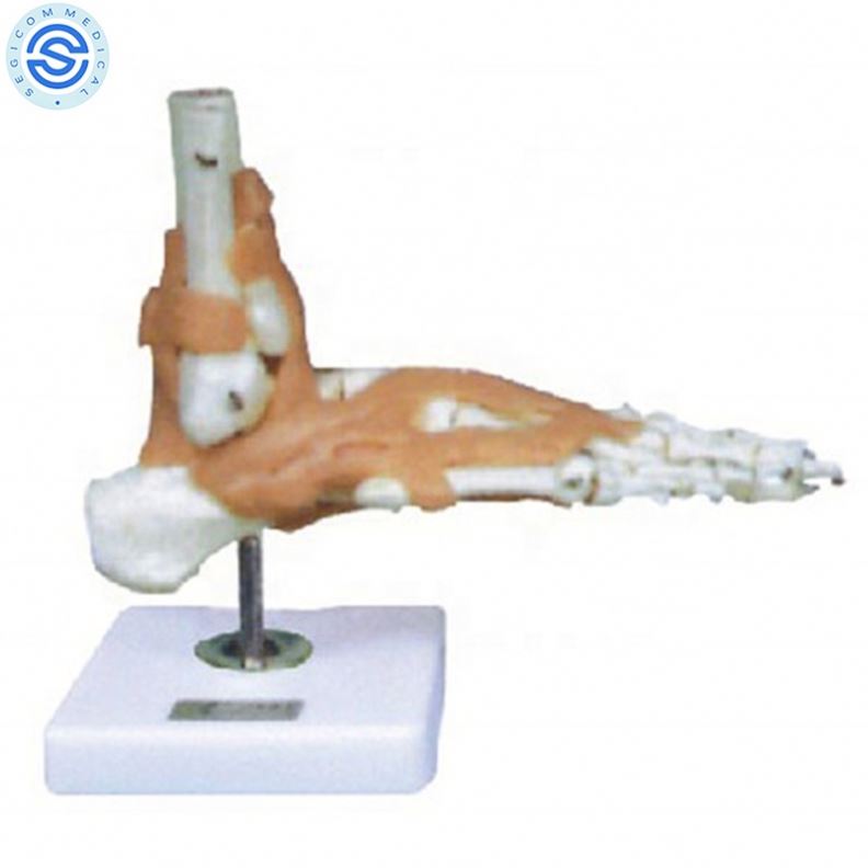 Medical Teaching Human Life Size PVC Foot Bone Model Scapular Foot Joint With Ligament Skeleton Anatomy Model