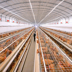 Poulailler à cadre en acier de style ferme pour l'élevage de poulets de chair à la ferme - Product Image 1