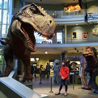 Modèle de dinosaure animatronique T-Rex grandeur nature Design en métal durable pour centres commerciaux Espaces publics Playhouses Parcs d'aventure