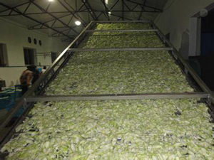 Aire caliente Circulación Combustible Gas Hami Melón Calabaza blanca Cilantro Limpieza Blanqueo y secado Línea de producción - Product Image 6